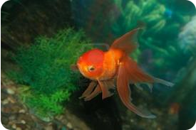 prodotti per acquario