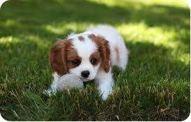 prodotti per cani